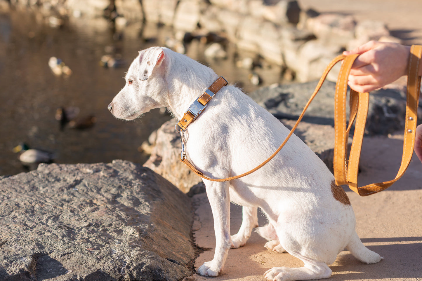 Khaki Full-Grain Leather Dog Leash with European Steel Snap - Pro Line Hunting