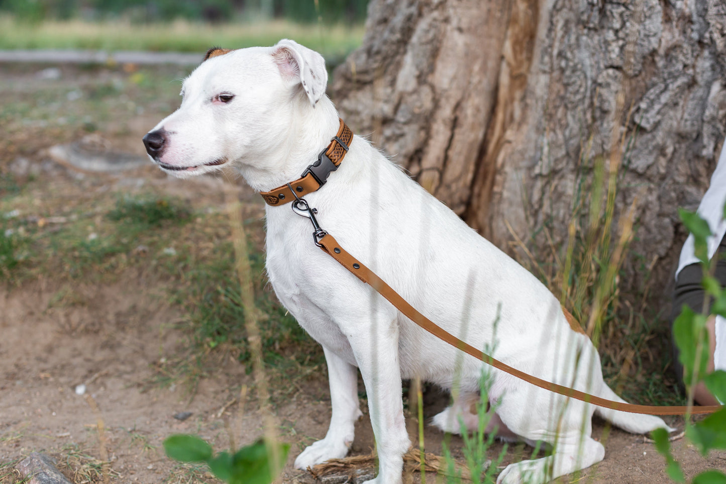 Quick-Release Buckle Collar - Celtic Sport Khaki Leather Dog Collar