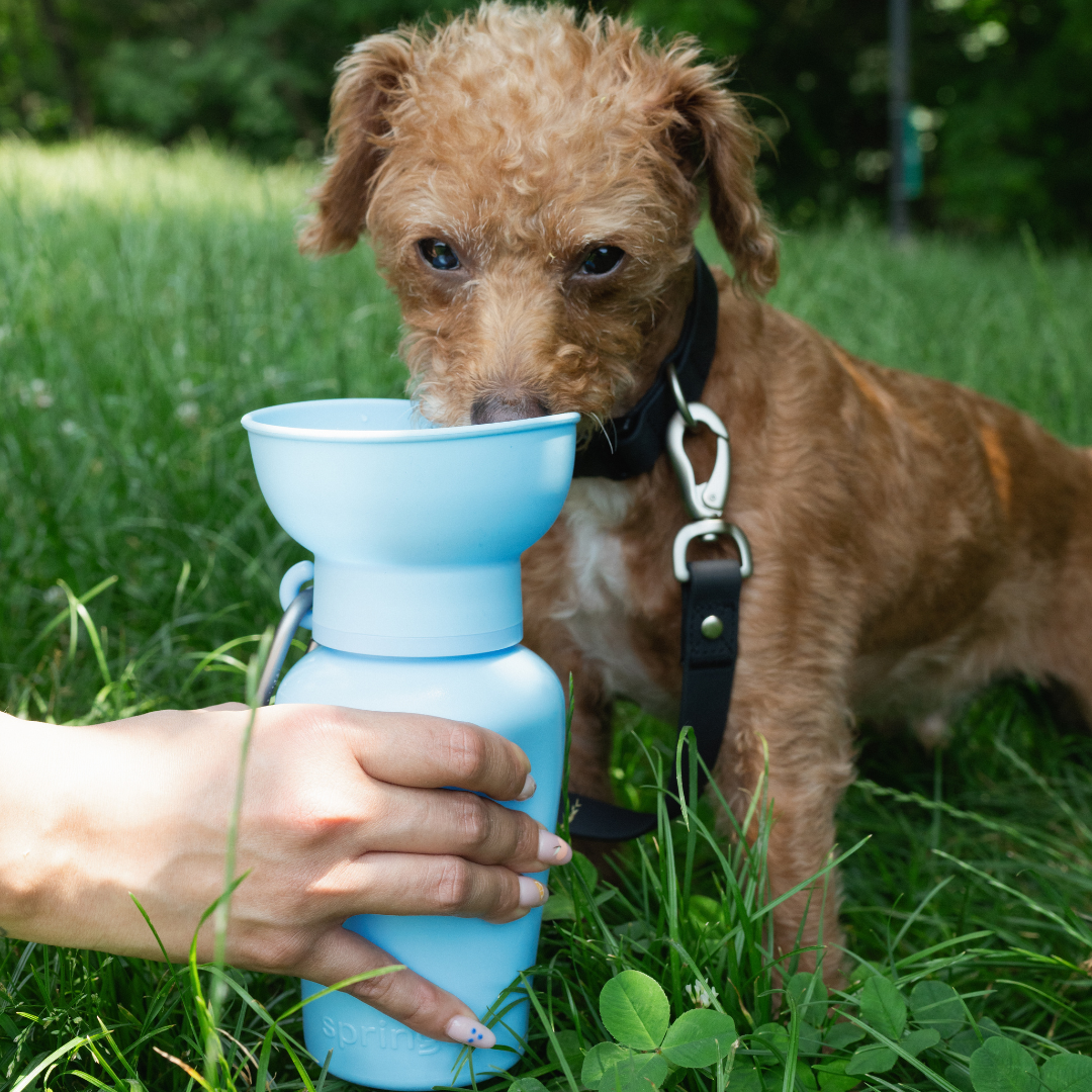 20oz Flip Dog Travel Water Bottle with Fold-Out Bowl