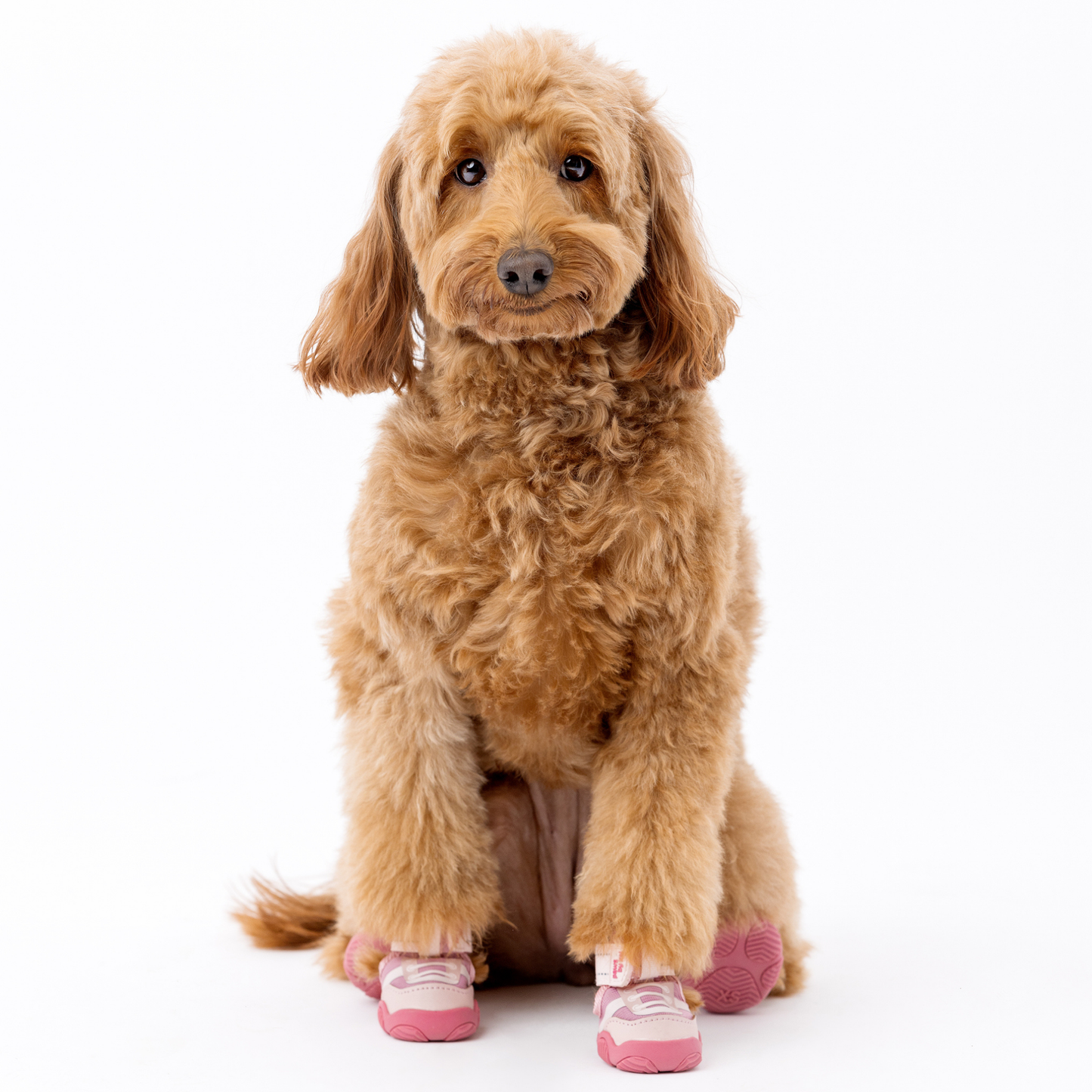 The Kai- Dog Shoes