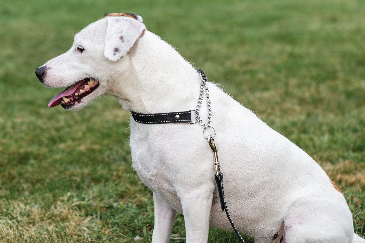 Martingale Dog Collar – Midnight Black Full-Grain Leather Training Collar