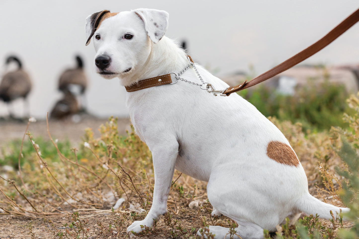 Martingale Earth Brown Leather Dog Collar – Full-Grain Leather, Secure No-Slip Fit