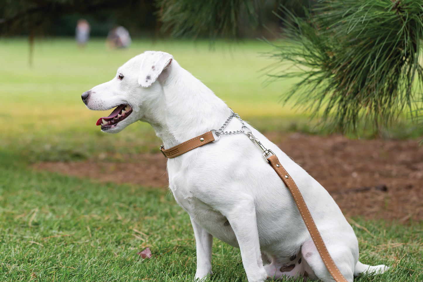 Martingale Khaki Leather Dog Collar – Full-Grain Leather Training Collar Made in USA