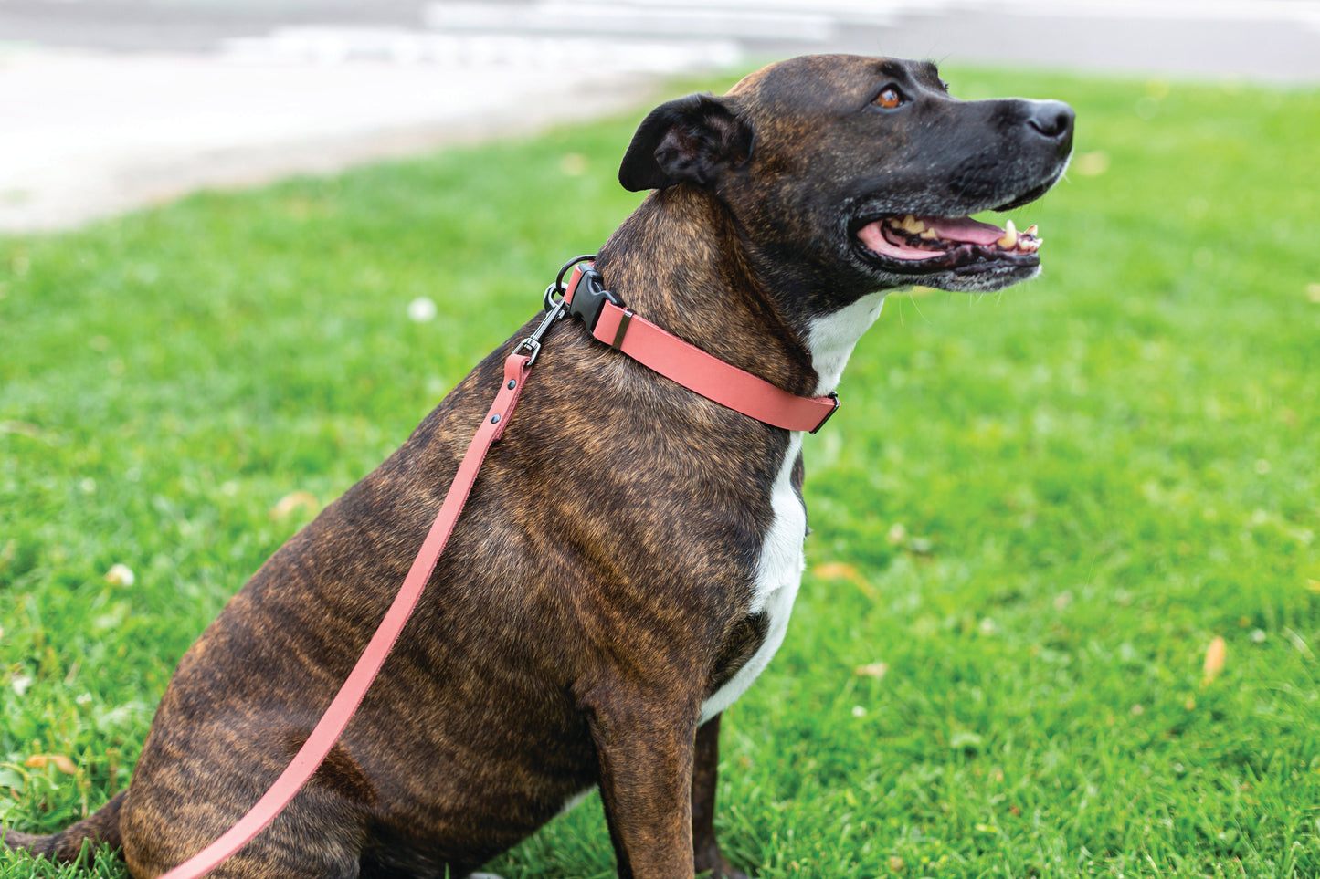 6 Foot Dog Leash - Coral Reef Leather Leash