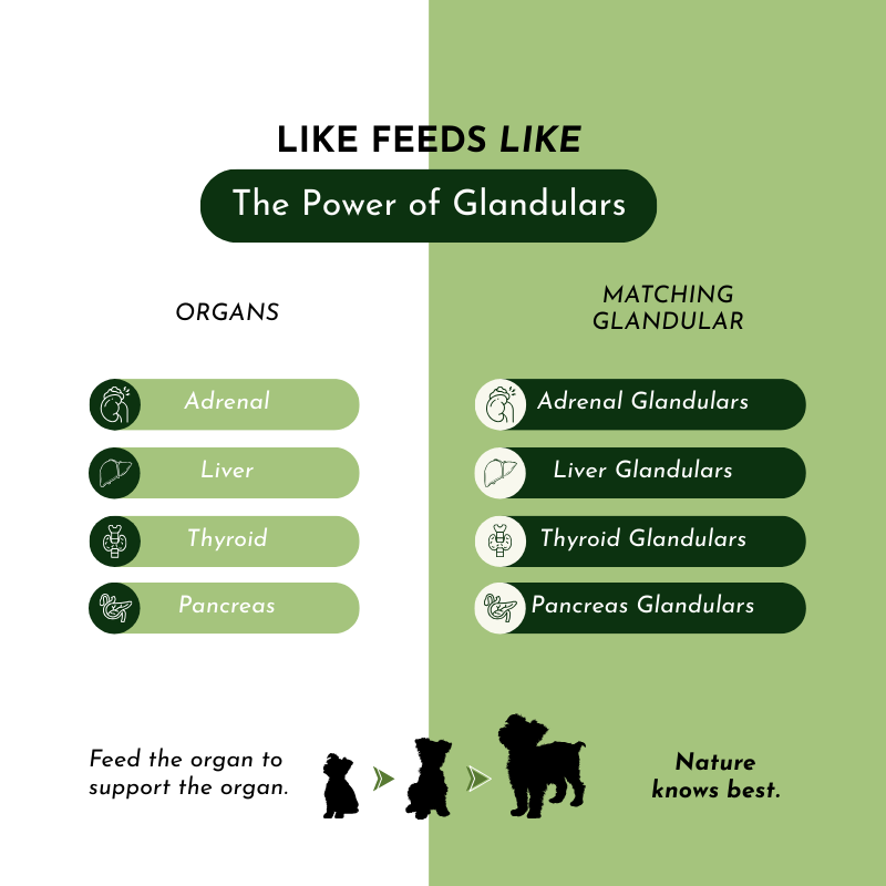 Pet Total Body Support: Dog and Cat Multivitamen Powder
