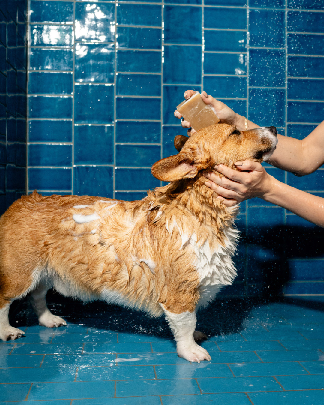 Nourishing Dog Shampoo Bar for Sensitive Skin