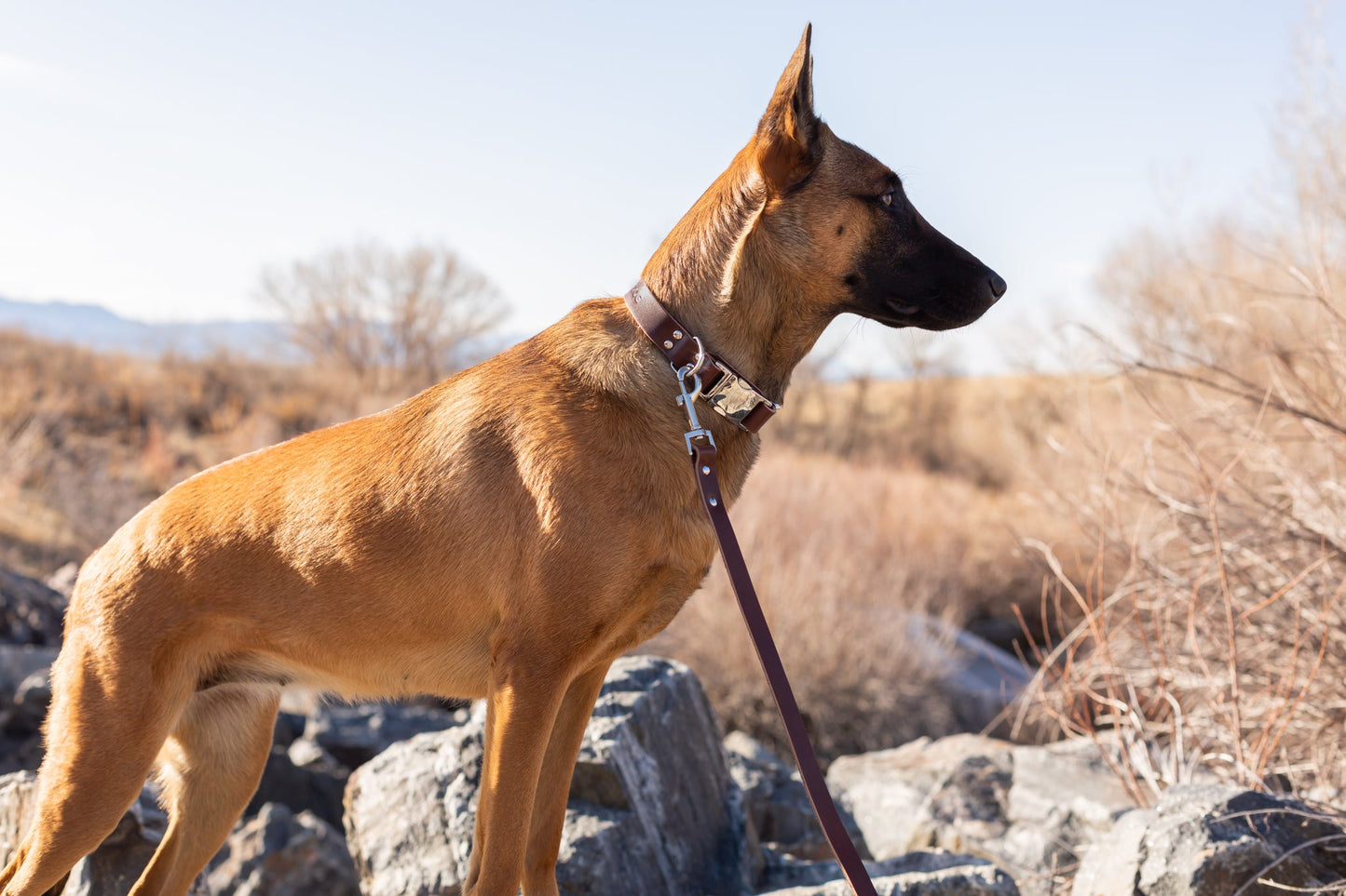 Quick Release Dog Collar - Modern Style Quick-Release Chocolate Leather Dog Collar