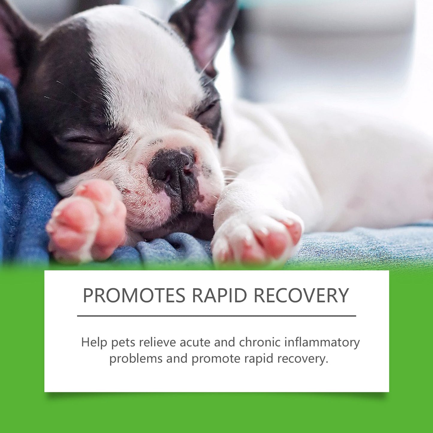 Dietary Supplements for Dogs: Natural Immune Booster with Sorbitol and Erythritol