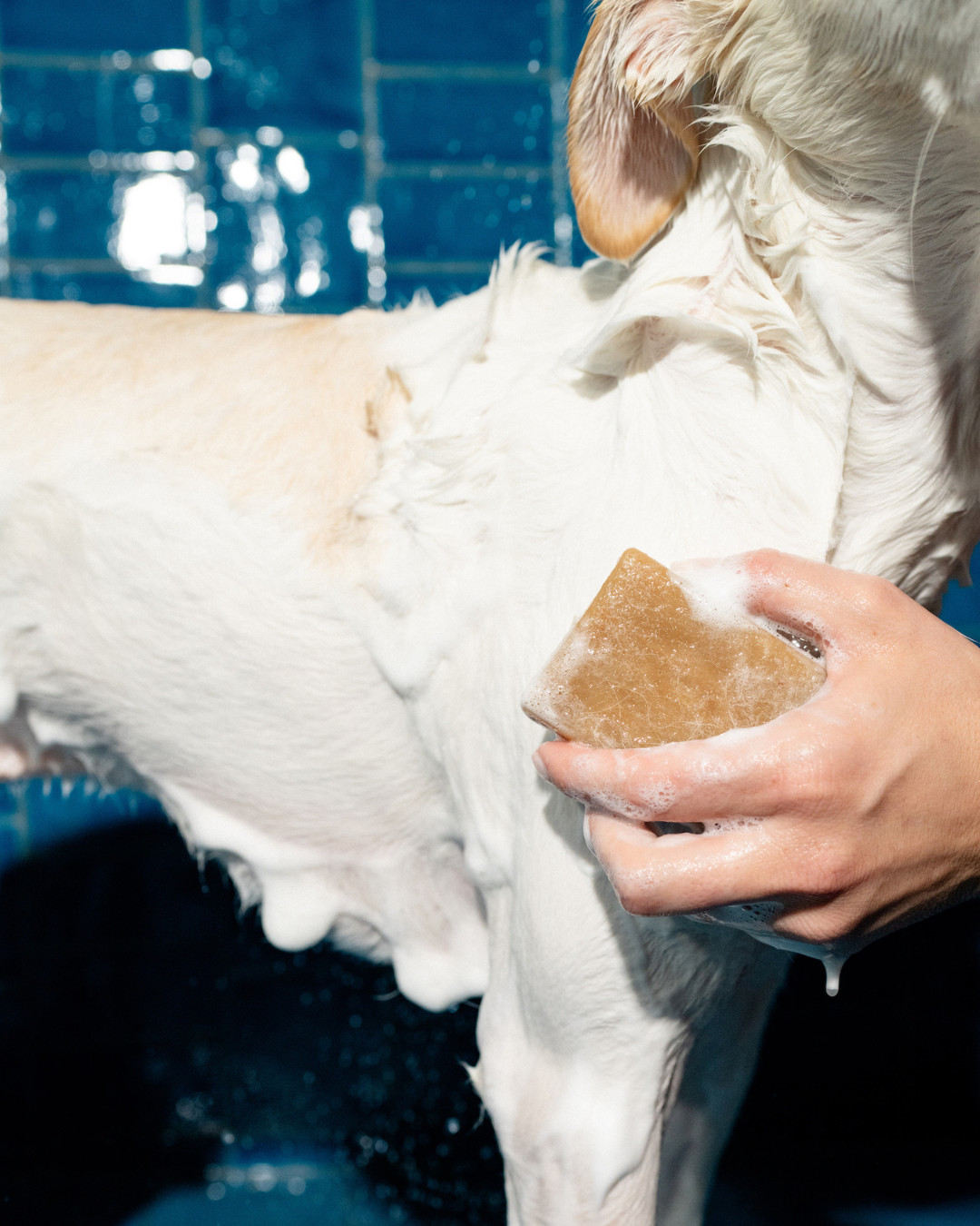 Nourishing Dog Shampoo Bar for Sensitive Skin