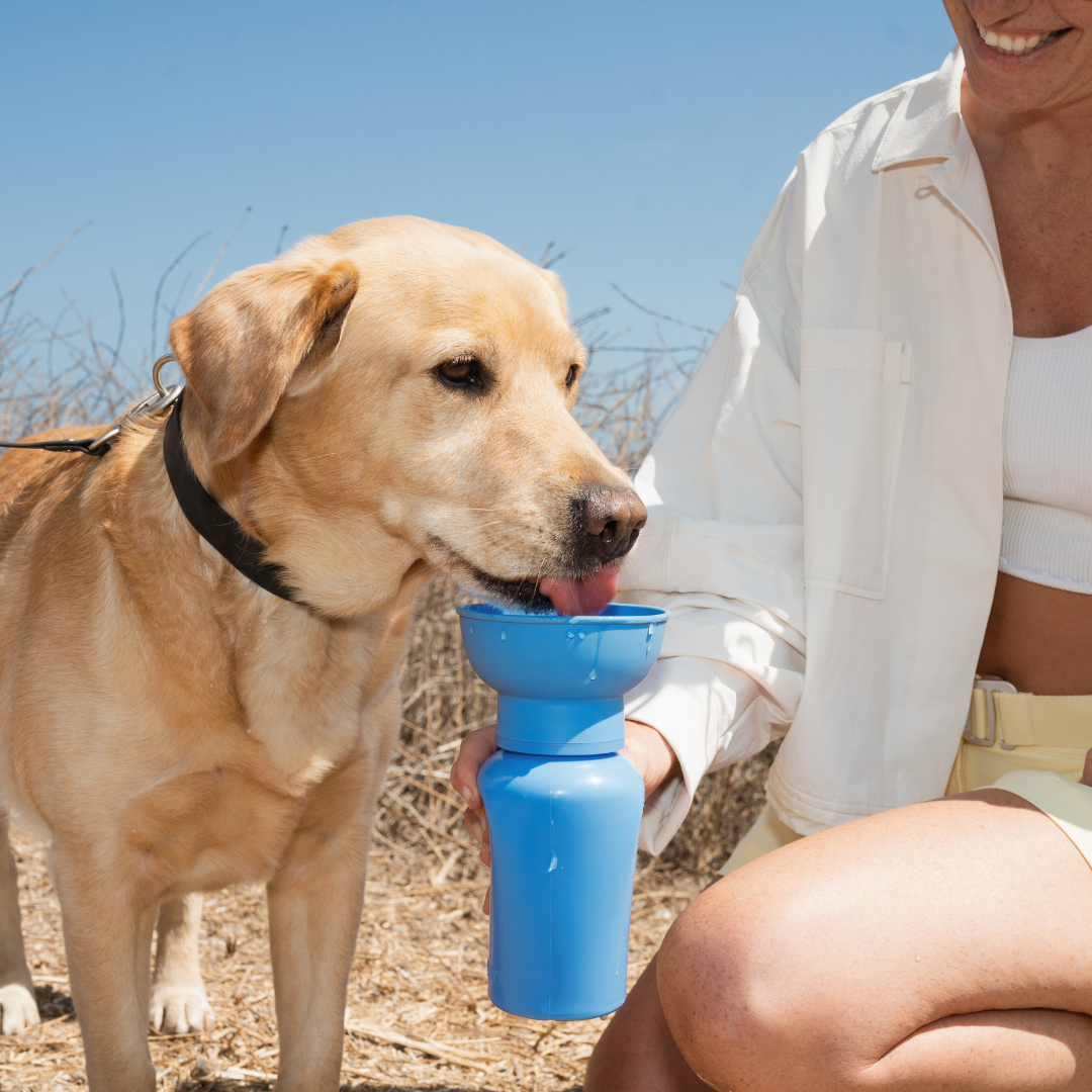 20oz Flip Dog Travel Water Bottle with Fold-Out Bowl