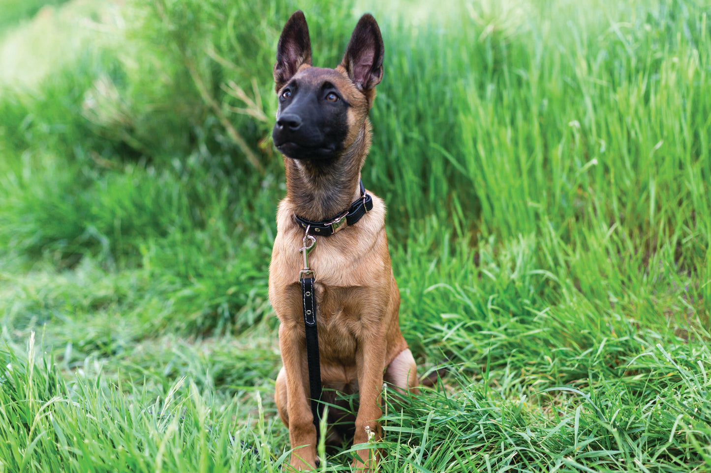 Red Leather Dog Collar - Quick-Release Dog Collar