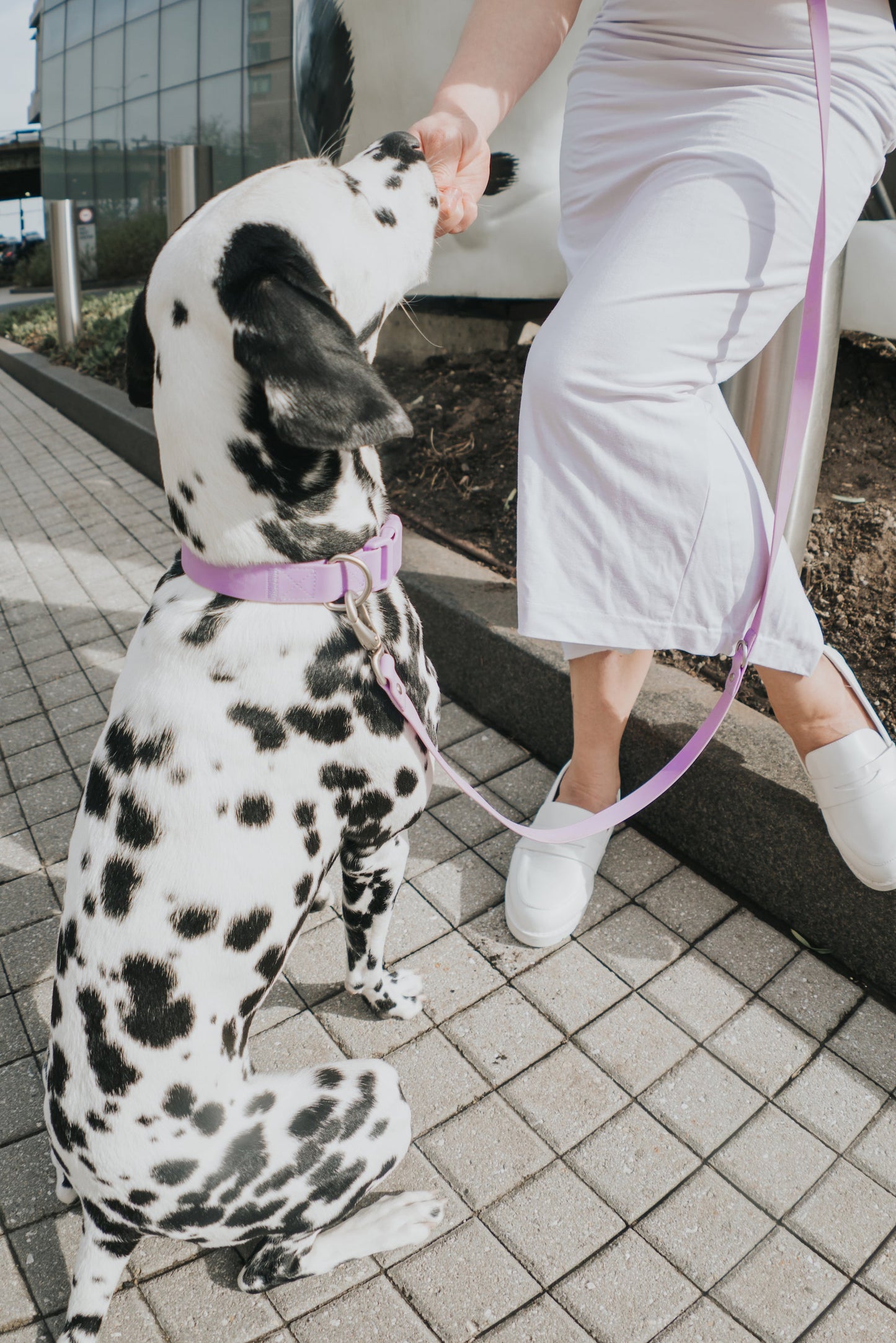 Original Waterproof Dog Collar for Everyday Walks
