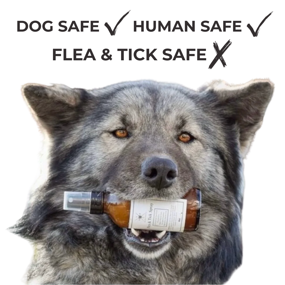 Natural Flea and Tick Spray for Dogs | Plant-Based Neem and Apple Cider Vinegar