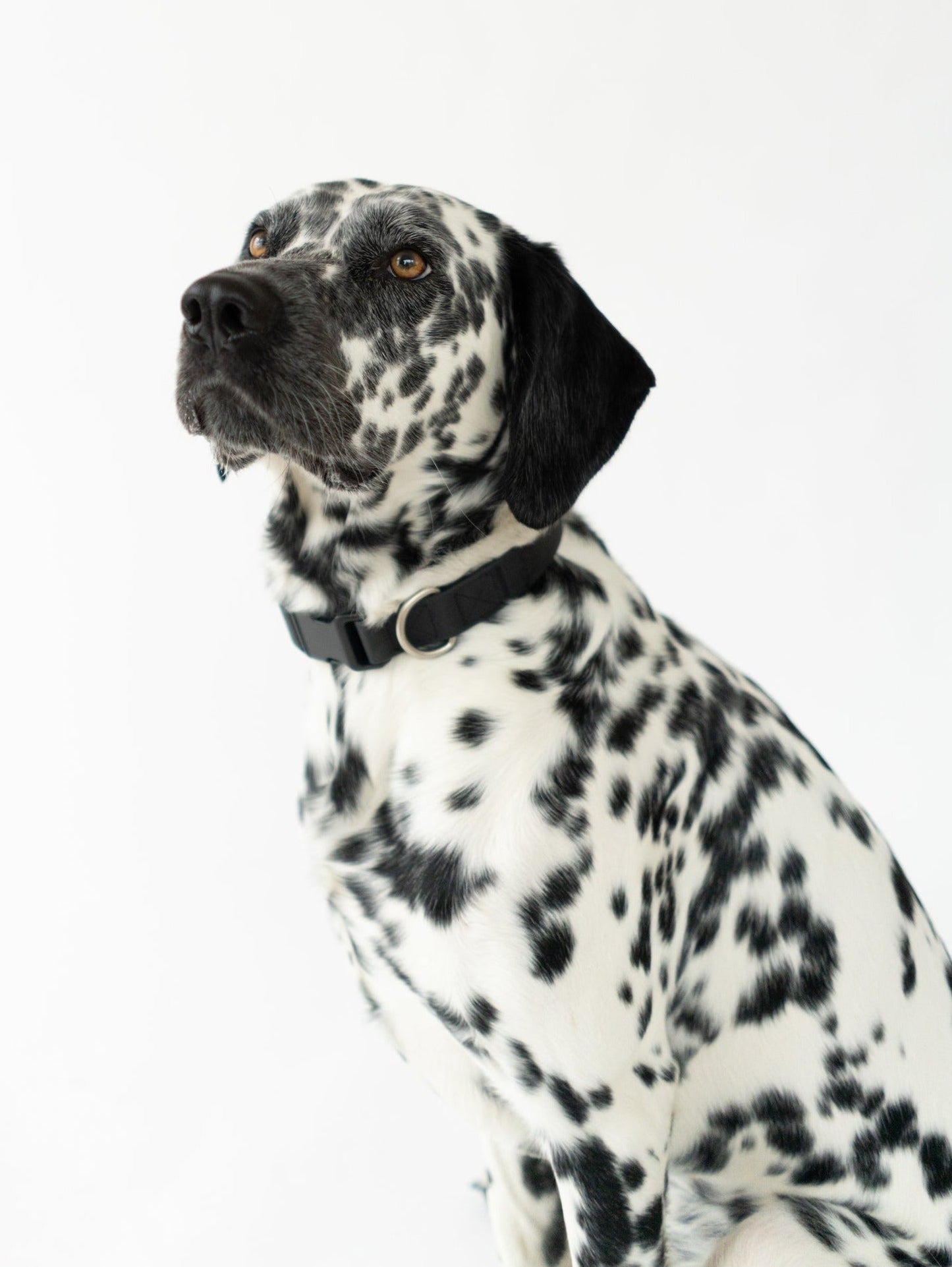 Original Waterproof Dog Collar for Everyday Walks