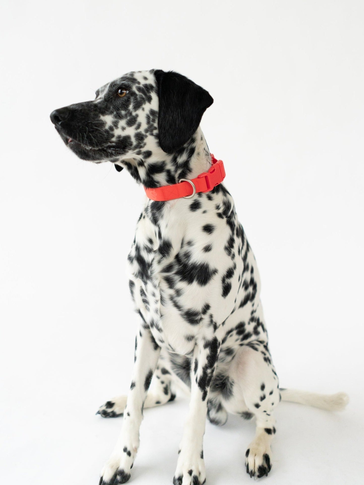 Original Waterproof Dog Collar for Everyday Walks
