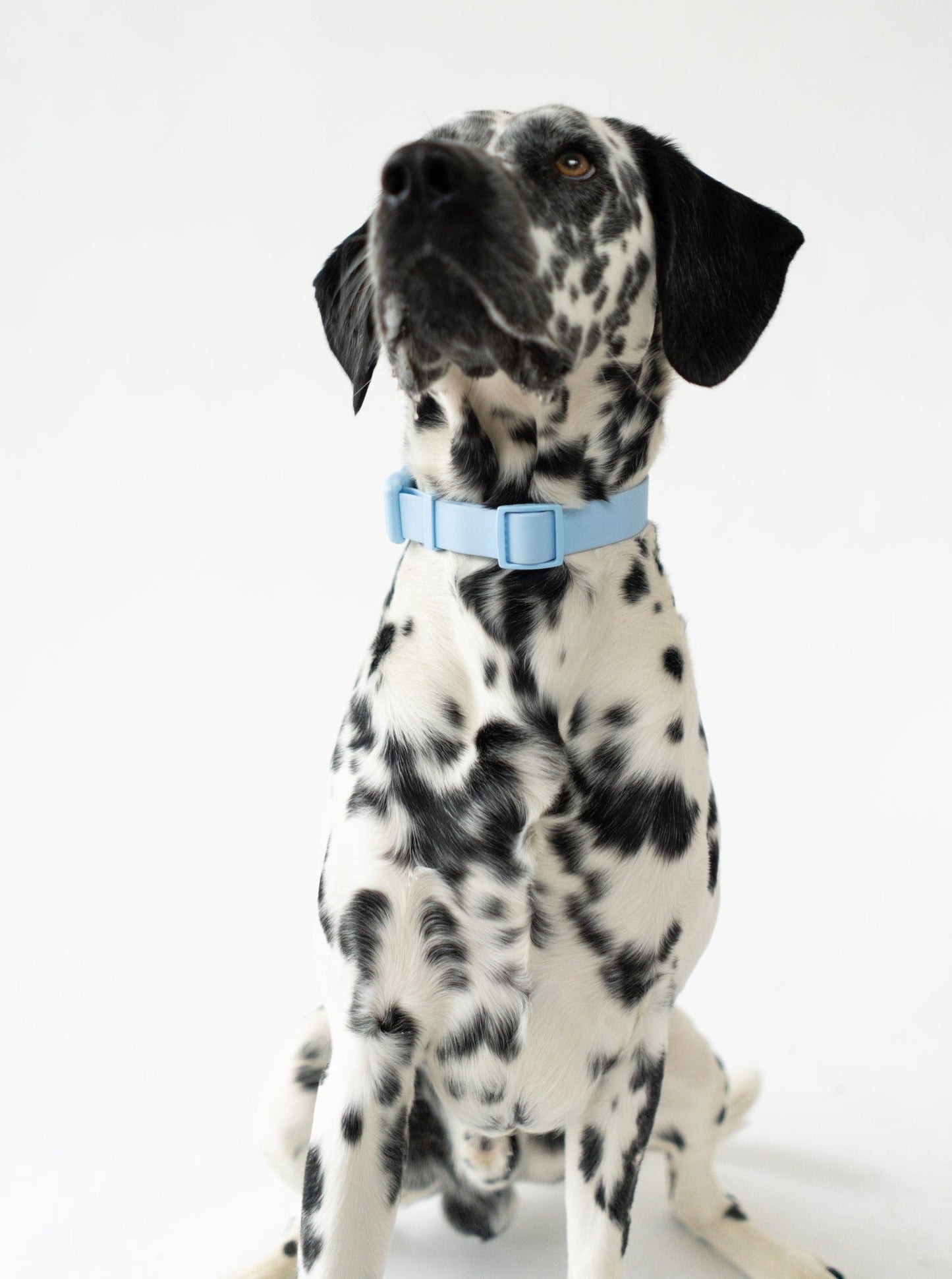Original Waterproof Dog Collar for Everyday Walks