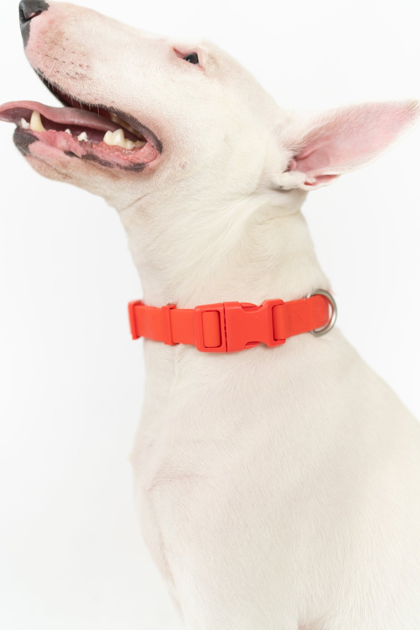 Original Waterproof Dog Collar for Everyday Walks