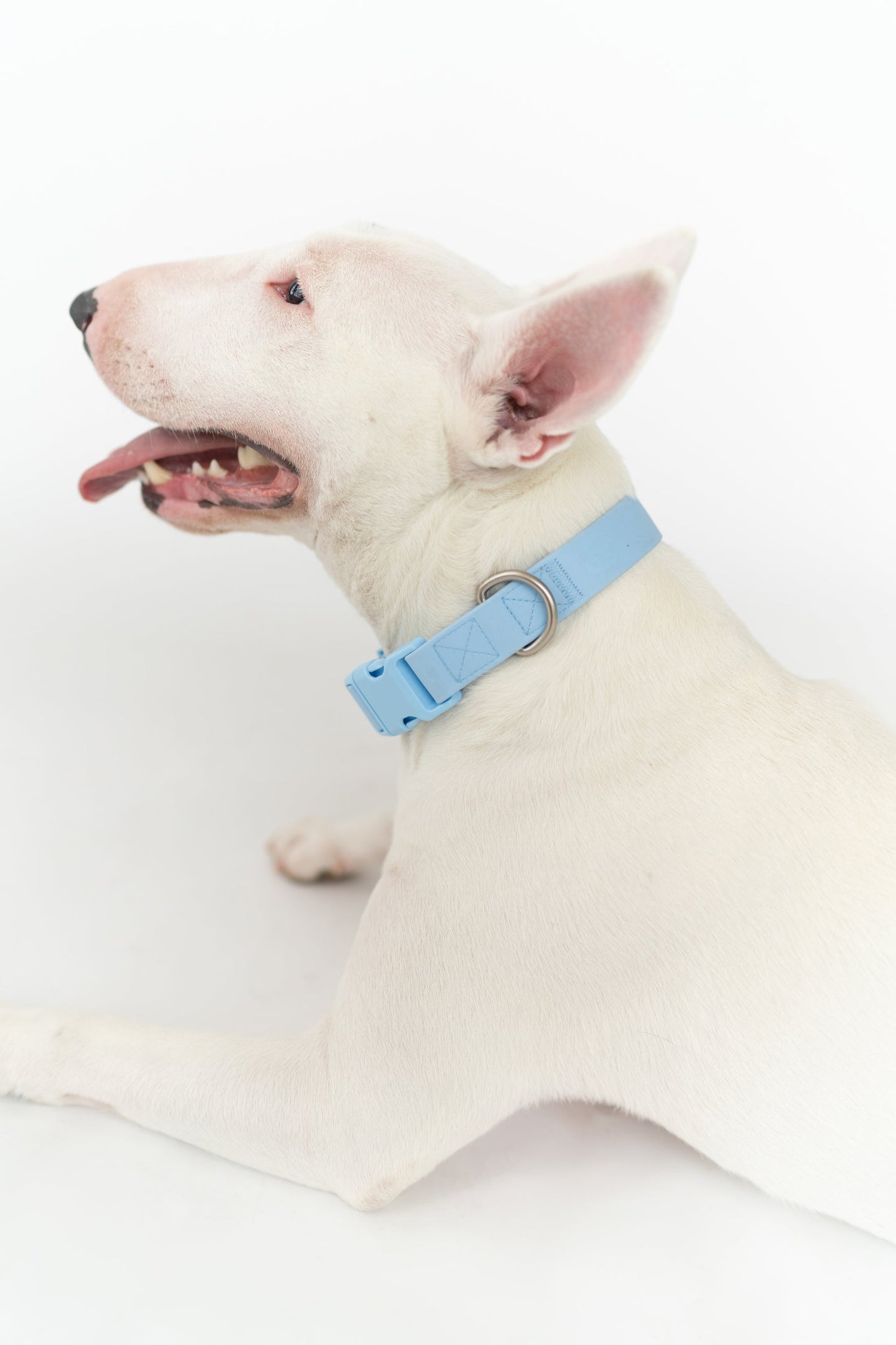 Original Waterproof Dog Collar for Everyday Walks