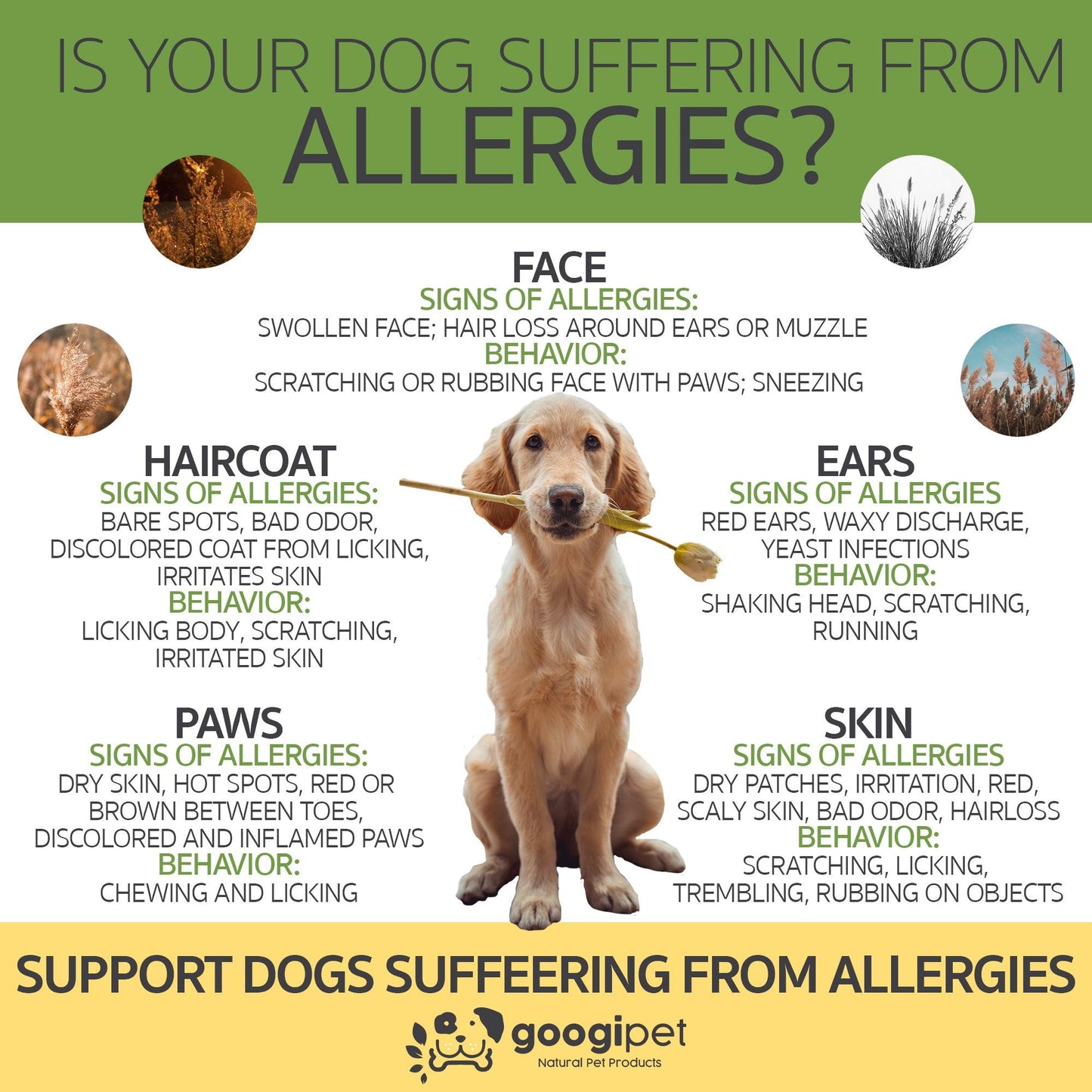 Dog Allergy Relief and Immune Support Chews: Coconut & Carob Flavor | 90 Count