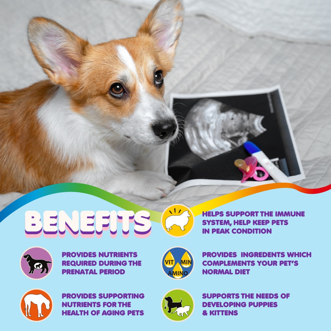 Prenatal Multivitamin for Dogs and Cats: Amino Acids & Folic Acid Support | 60 Count