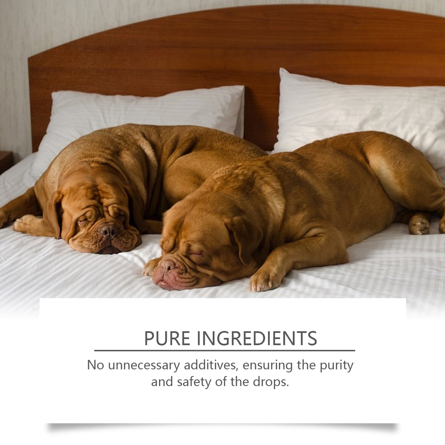 Natural Dog Sleep Drops: Nighttime Sleep Aid with Peppermint Extract | Calm Rest Formula