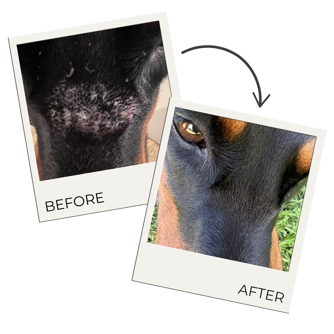 Hair Support & Coat Renewal Spray for Dogs | Natural Hair Growth