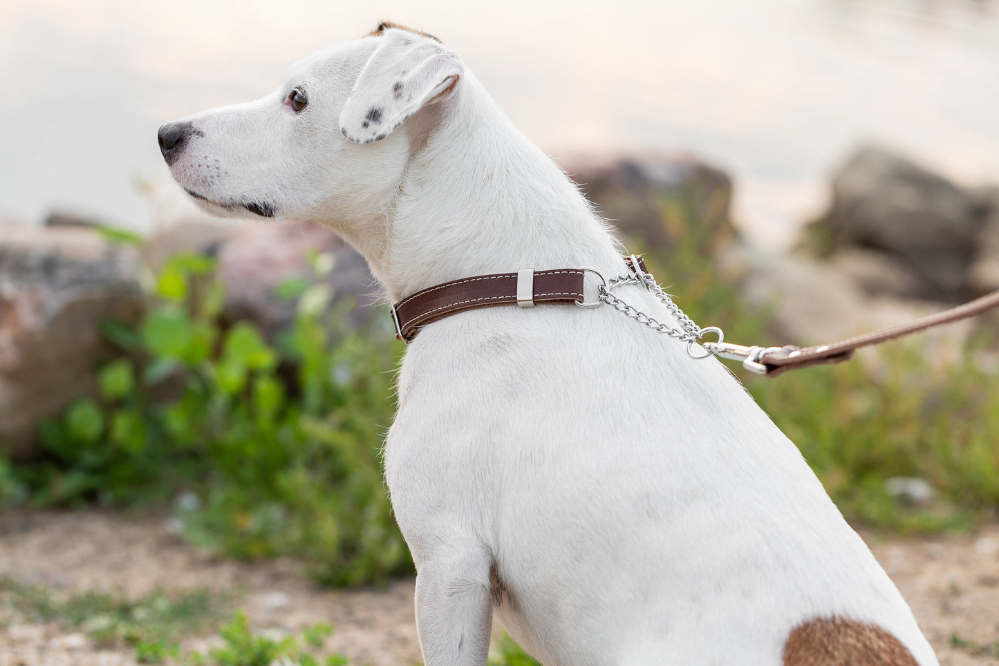 Brown Chocolate Leather Dog Collar - Martingale No Slip Leather Dog Collar