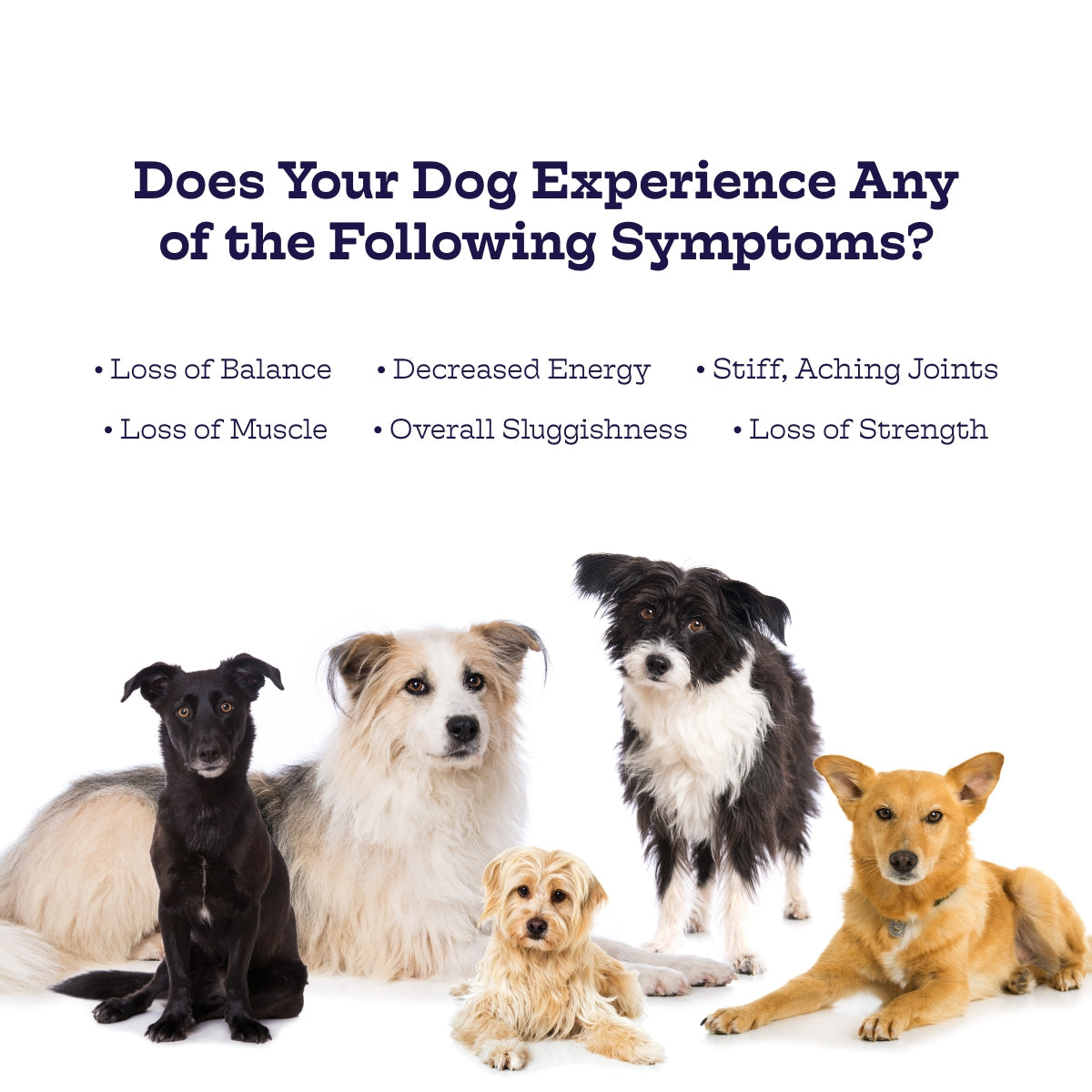 Moe’s Healthy Pets Hip & Joint Chews for Dogs – 600mg Glucosamine & MSM Soft Chews