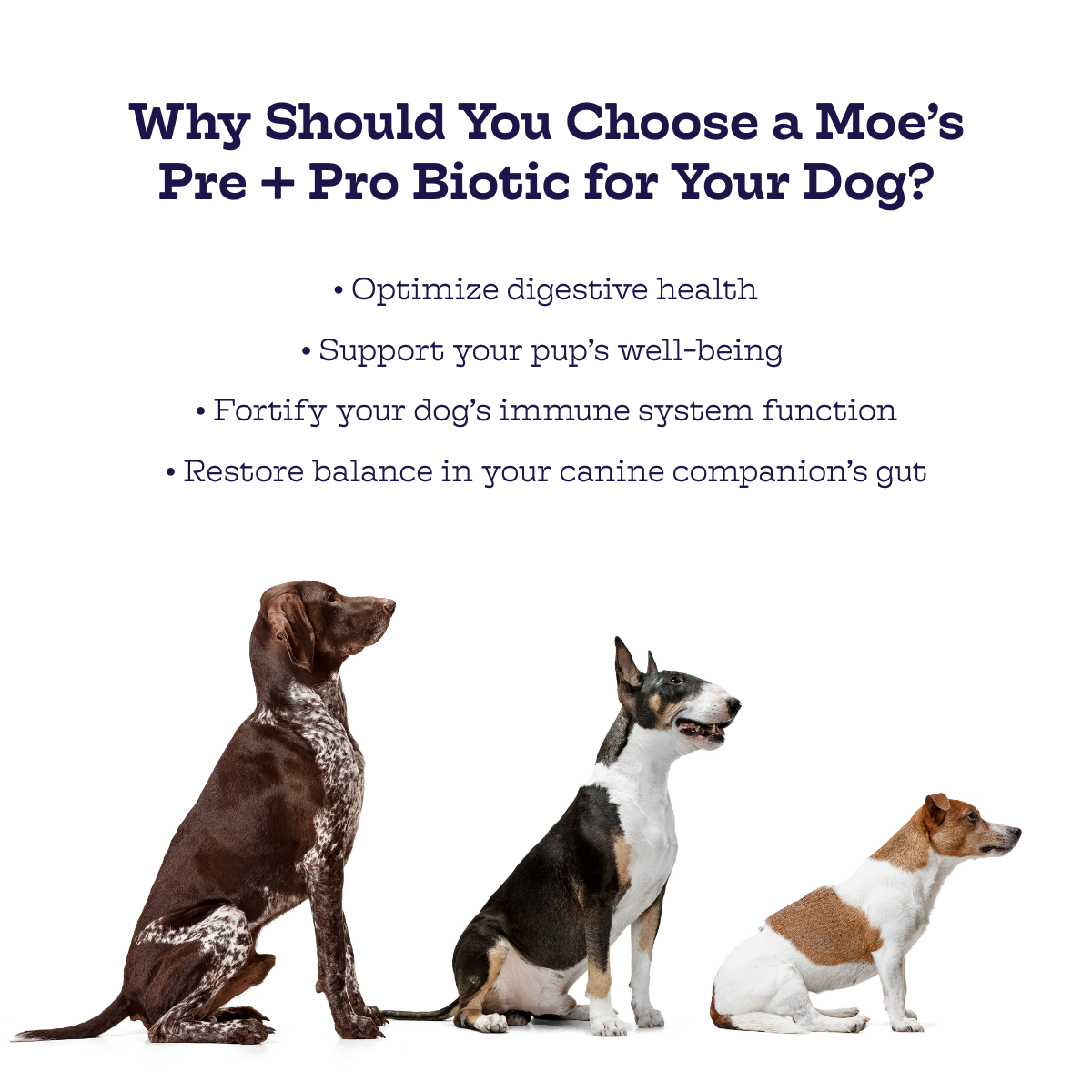 Pre + Pro Biotic Dog Chews – Digestive Health Support