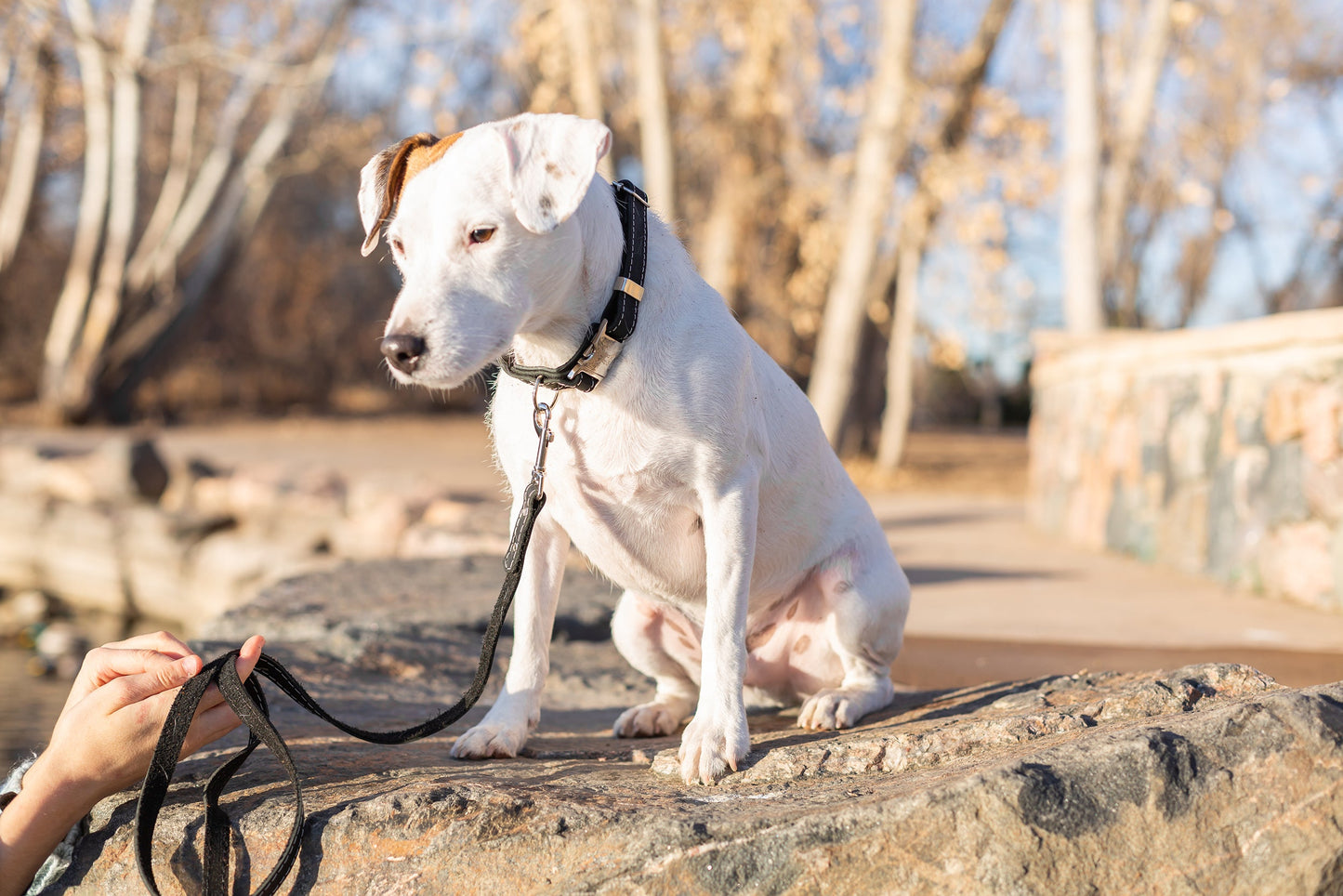 Midnight Black Full-Grain Leather Dog Leash with European Steel Snap | Pro Line Hunting