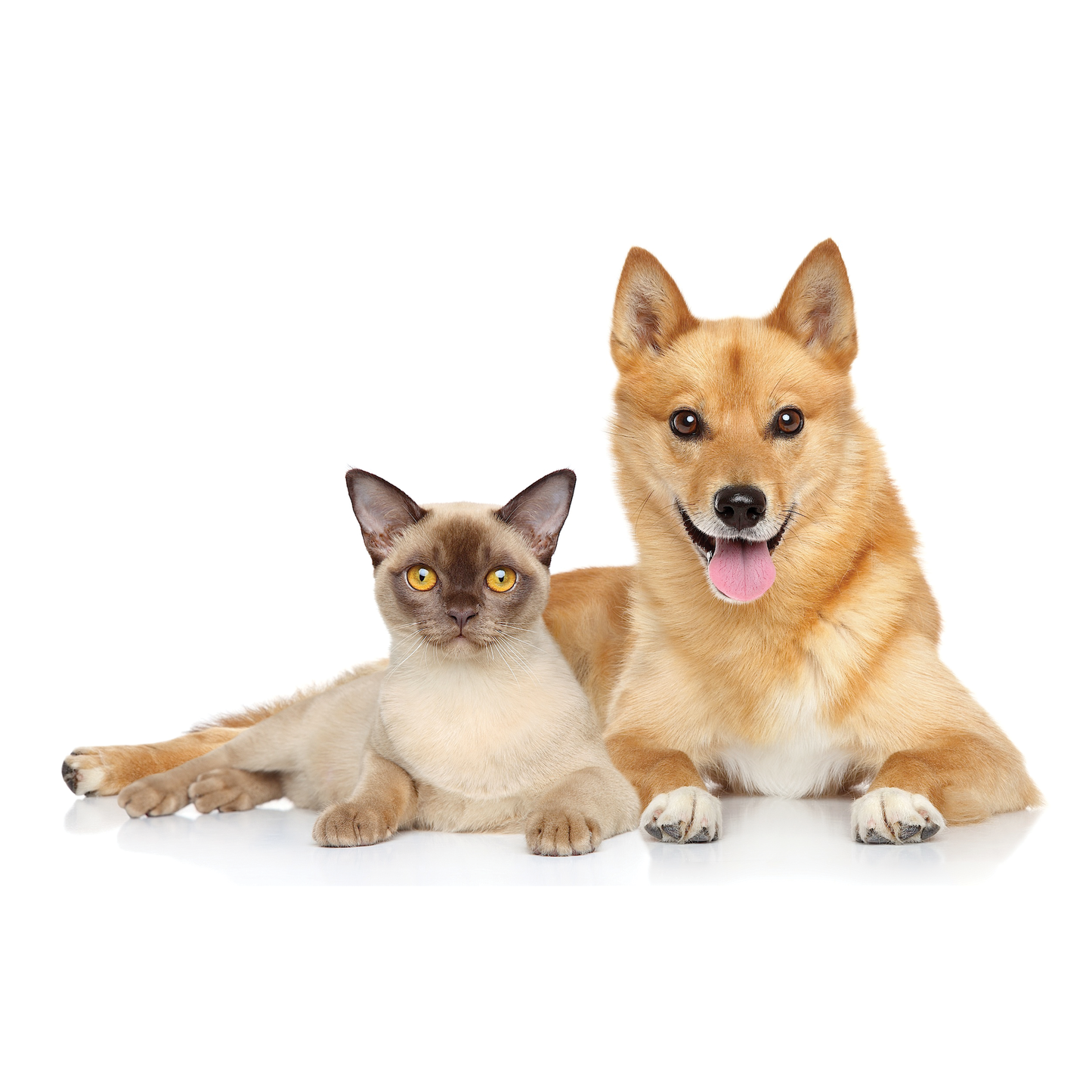 Calming Soft Chews for Dogs & Cats – Beef Flavored Stress Relief Treats