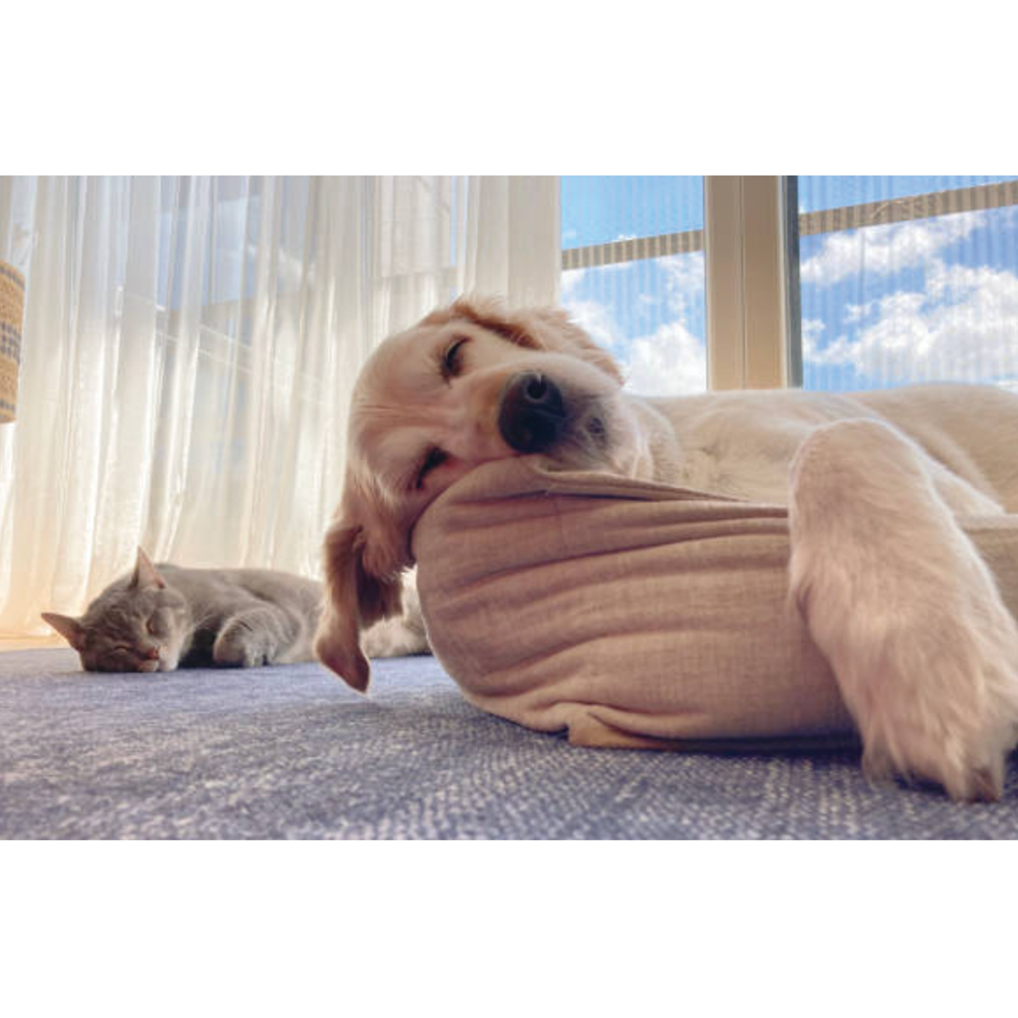 Calming Soft Chews for Dogs & Cats – Beef Flavored Stress Relief Treats
