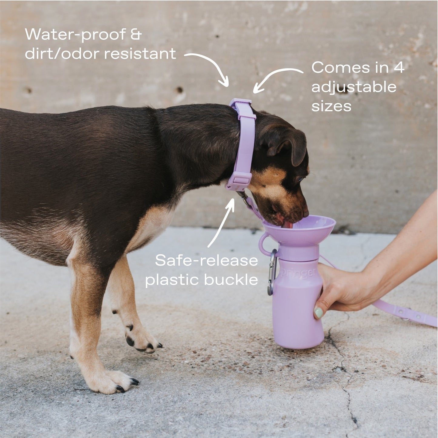 Original Waterproof Dog Collar for Everyday Walks