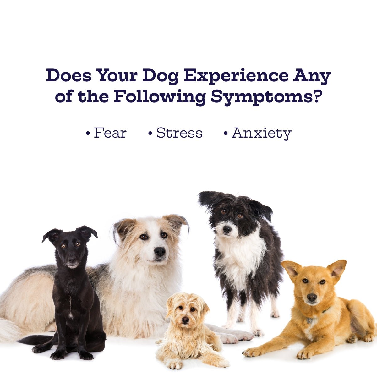 Chillout Chews for Dogs – Natural Relaxation Support for Thunderstorms & Anxiety