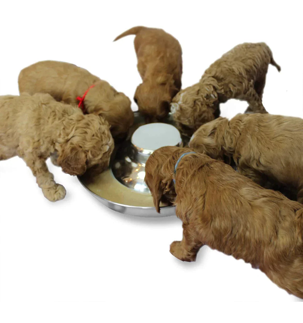 Stainless Steel Puppy Weaning Bowl | Stackable Pet Feeder