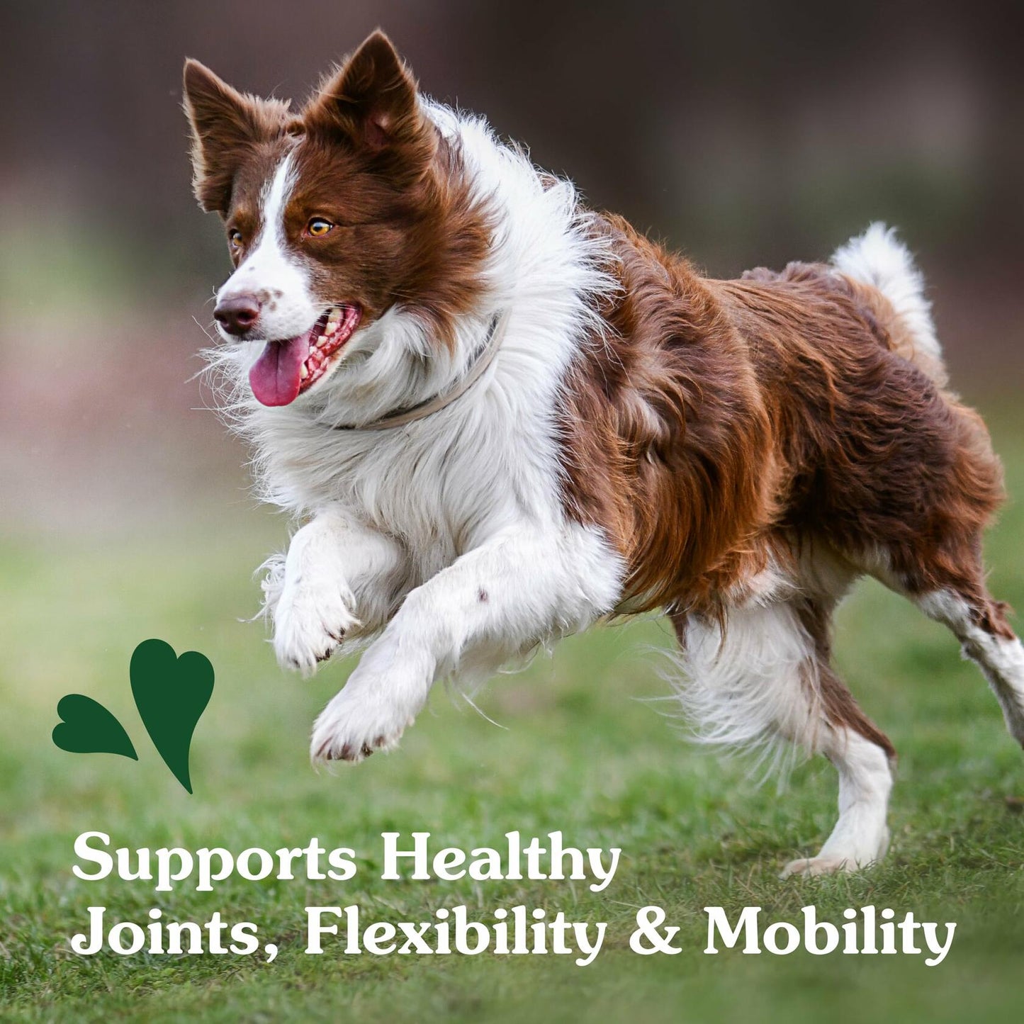 Greenies Hip and Joint Supplements for Dogs – Glucosamine and Chondroitin Chicken Soft Chews